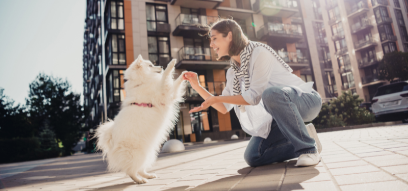 Pet Restrictions and Assistance Animals: A Massachusetts Condominium Board’s Fair Housing Guide